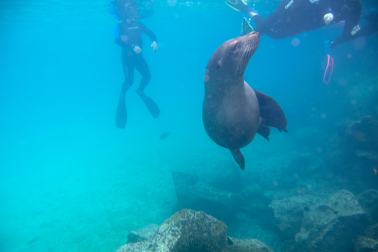 Puerto Ayora: Galápagos Sea Lion Zalophus wollebaeki - 53653482450