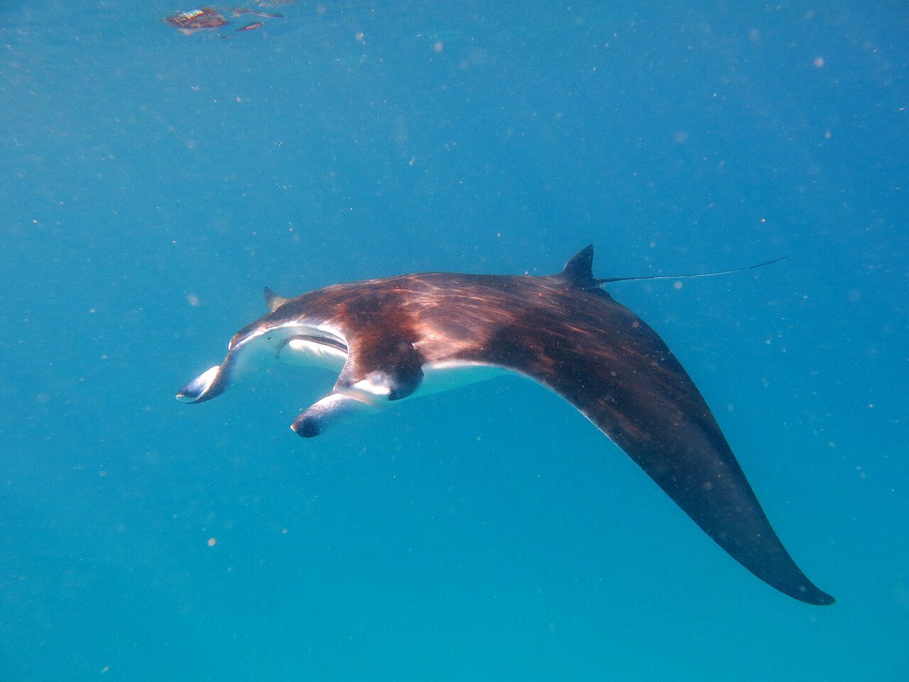 Baa Atoll: Manta alfredi Maldives