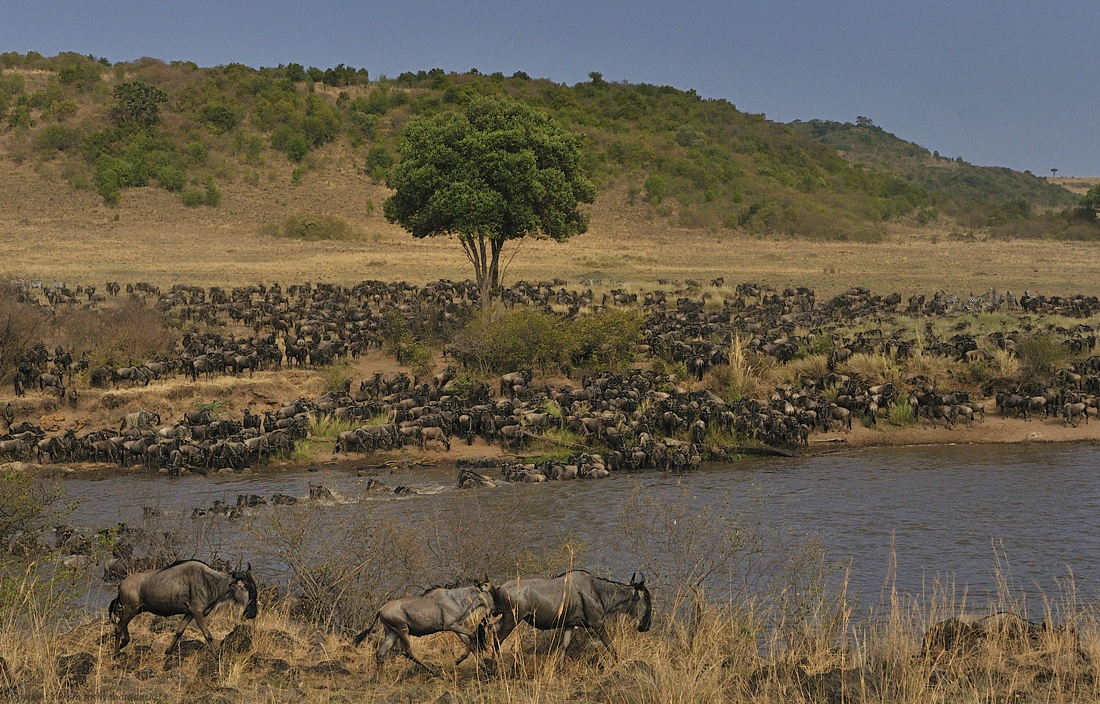 Masai Mara: Migration Masai Mara